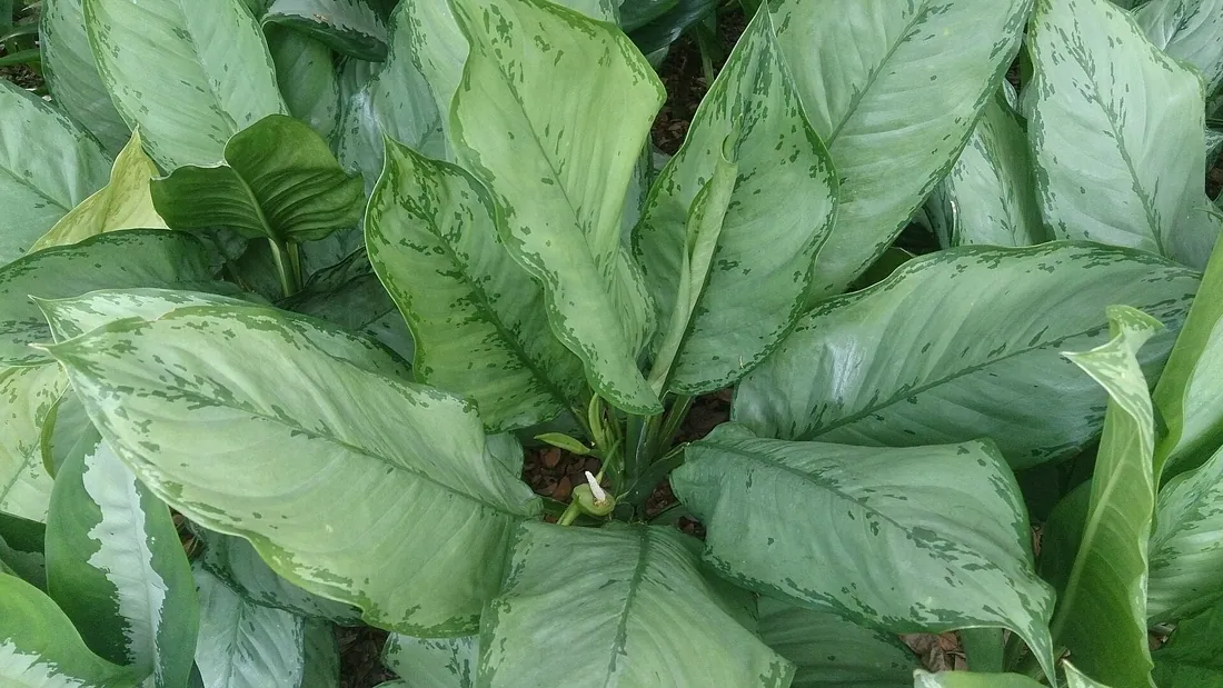 Touffe dense de feuilles d’aglaonéma vert sombre, largement marquées de gris argenté le long des nervures