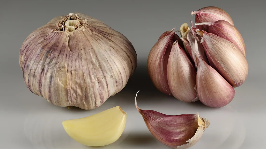 Deux têtes d’ail entières aux tuniques blanches et violettes, avec une gousse détachée posée à côté