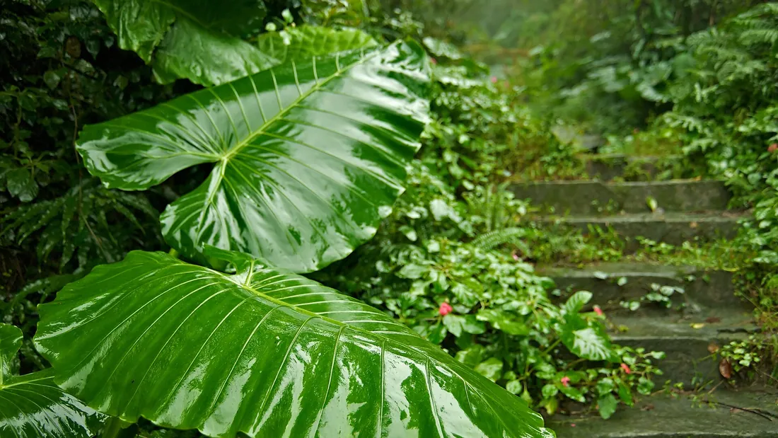 Grande feuille d’alocasia en fer de lance, dressée au bord d’un escalier de pierre couvert de mousse