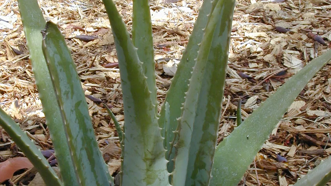 Rosette d’aloe vera aux feuilles épaisses vert-gris bordées de petites dents, poussant en pleine terre