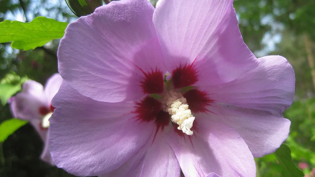 Fleur d’althéa mauve à cœur pourpre ouverte sur le buisson, entourée de boutons et de feuilles dentées