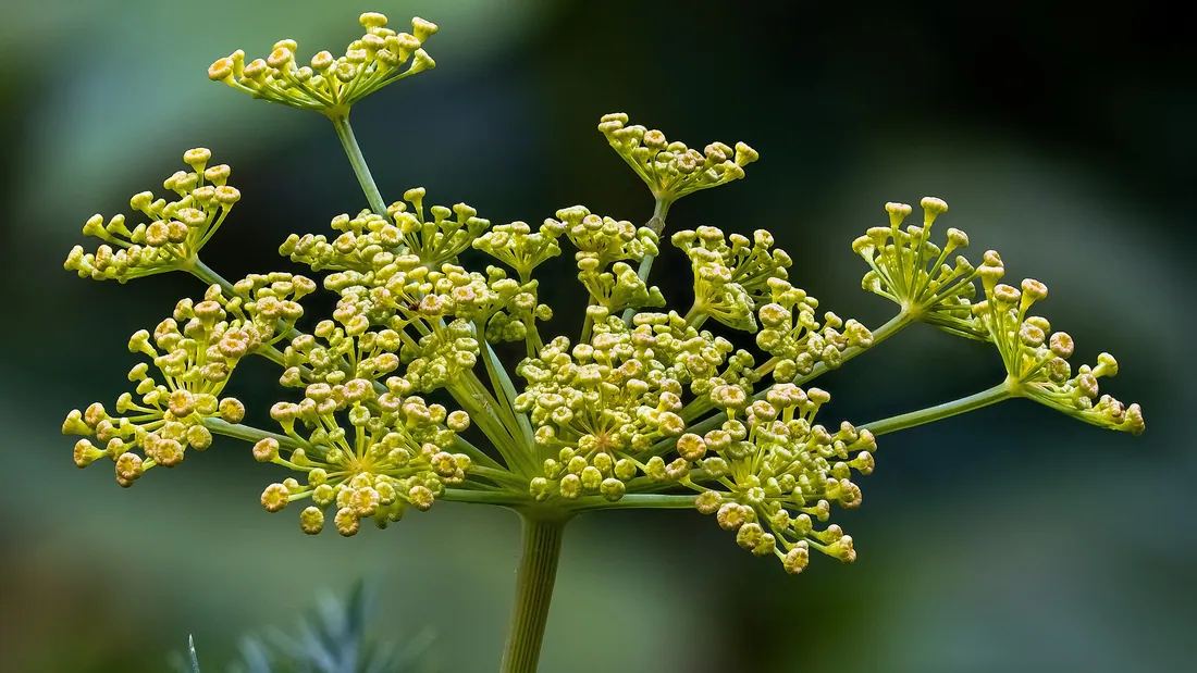 Ombelle de fleurs jaune-vert d’aneth en gros plan, portée au-dessus du feuillage finement découpé
