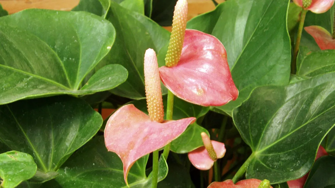 Spathes roses d’anthurium en forme de cœur, spadices dressés, au milieu de larges feuilles vertes luisantes