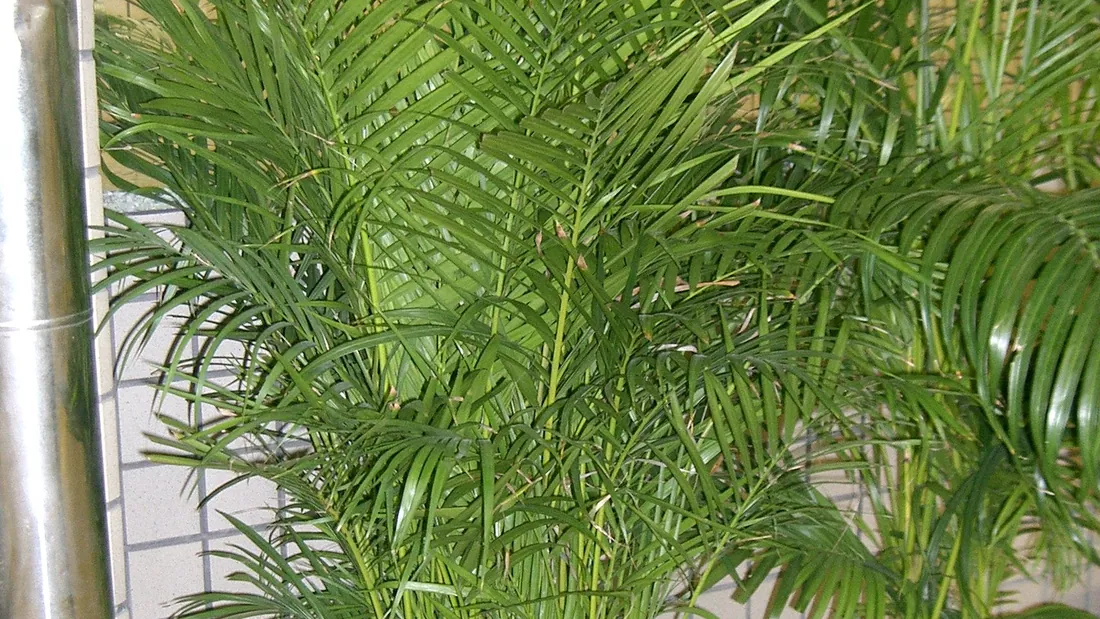 Palmiers areca cultivés en pot, longues palmes arquées finement divisées en folioles étroites