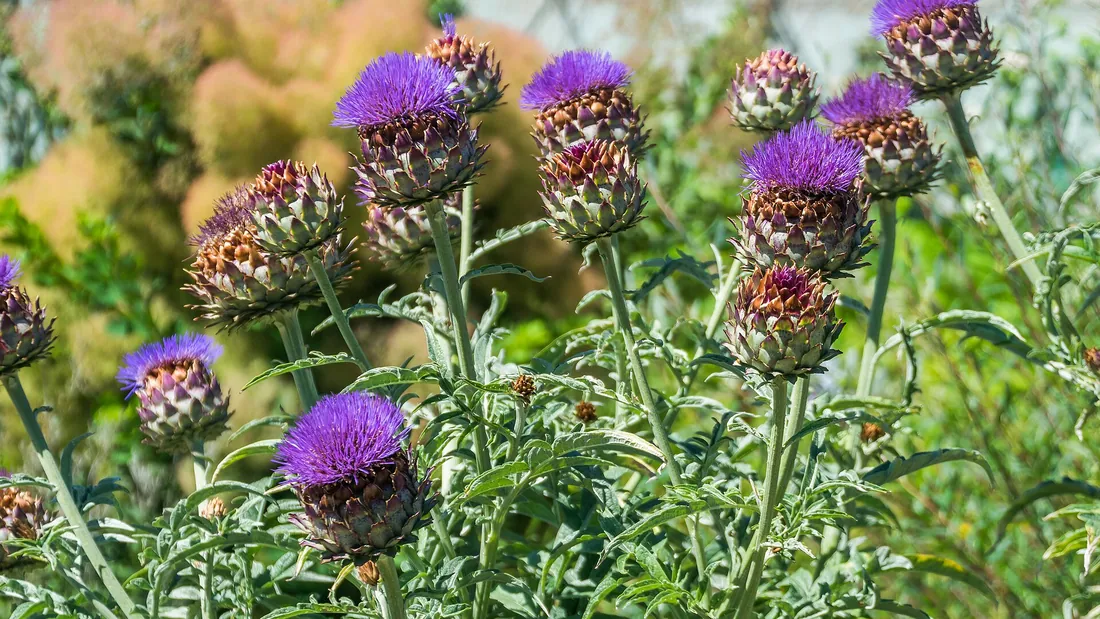 Rangée de pieds d’artichaut au feuillage gris-vert portant plusieurs capitules épanouis en fleurs violettes