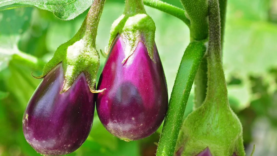 Drei glänzend violette Auberginen am Stiel, umgeben von breiten grünen Blättern