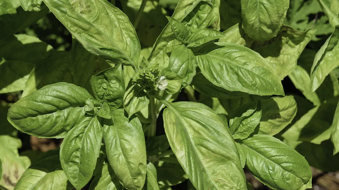 Feuillage dense de basilic, larges feuilles vert clair légèrement gaufrées et luisantes