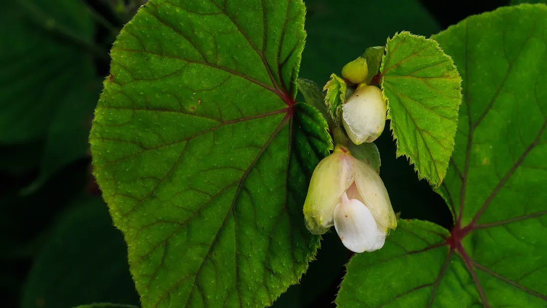 Feuilles de bégonia en cœur asymétrique, vert sombre nervurées de rouge, et boutons de fleurs blanc rosé