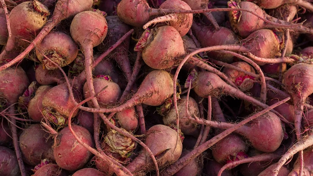 Tas de betteraves rouges fraîchement arrachées, racines rondes et queues encore attachées
