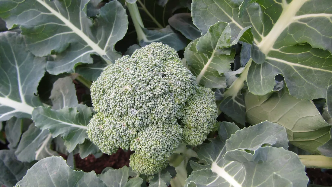Pomme de brocoli vert bleuté encore sur pied, serrée entre les grandes feuilles nervurées du plant