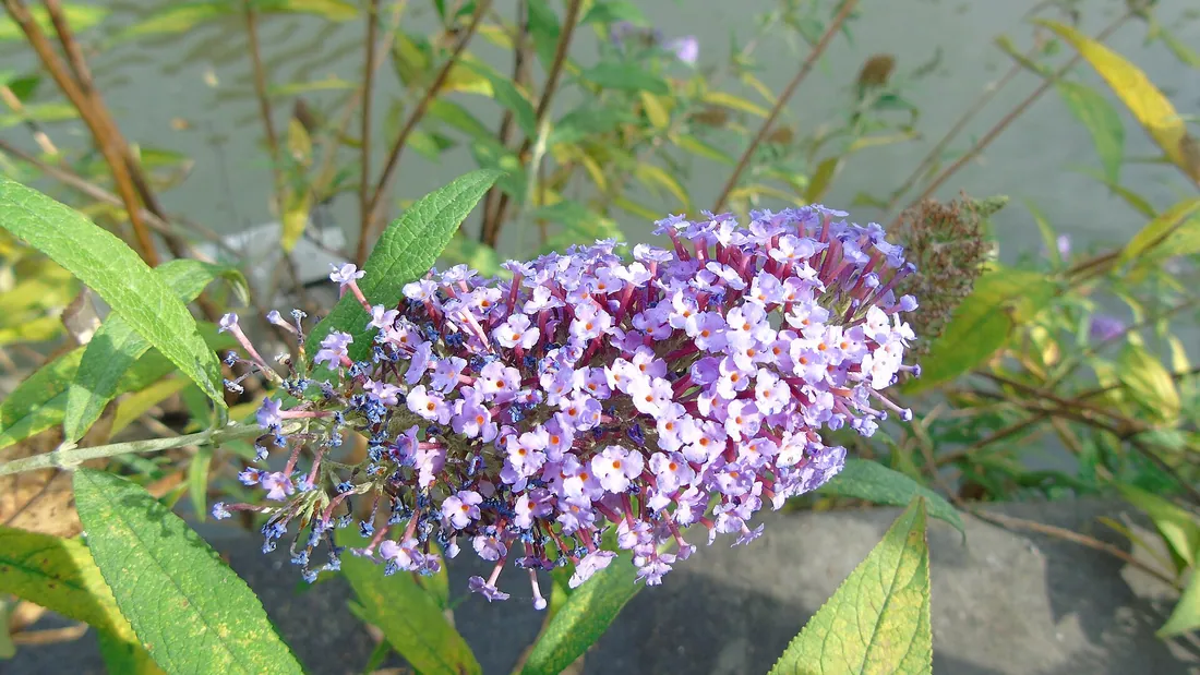 Longue grappe conique de fleurs mauves de buddleia, penchée au-dessus du feuillage vert allongé