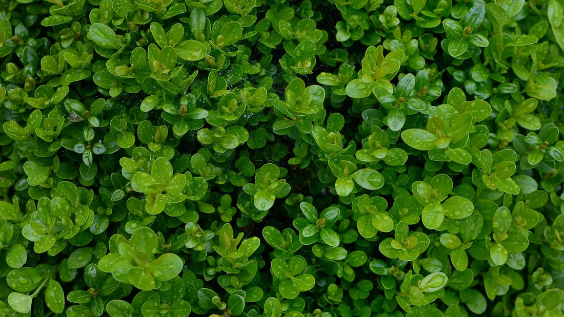 Feuillage dense de buis, petites feuilles ovales vert foncé luisantes serrées les unes contre les autres