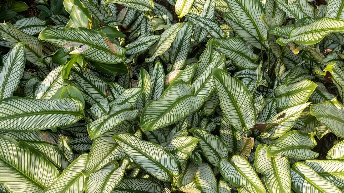 Touffe de feuilles de calathéa vert foncé largement rayées de blanc argenté