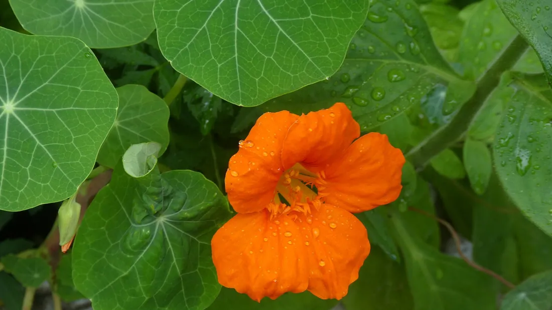 Fleur de capucine orange vif posée au milieu de feuilles rondes vert clair aux nervures rayonnantes