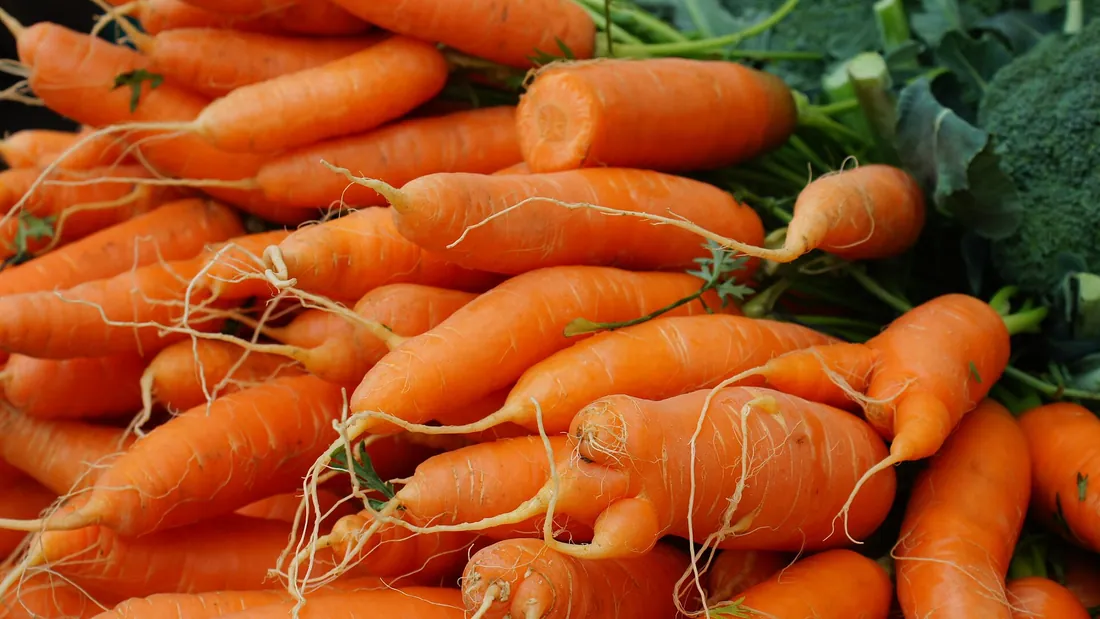 Monceau de carottes orange fraîchement lavées, racines effilées encore marquées de radicelles