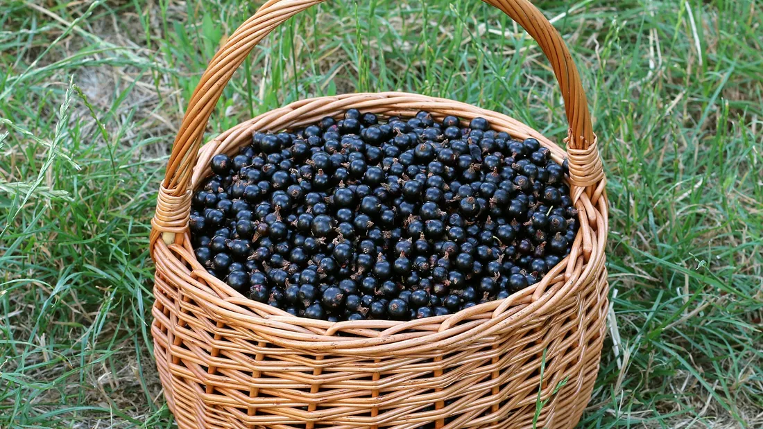 Panier d’osier rempli de cassis noirs et brillants, posé dans l’herbe