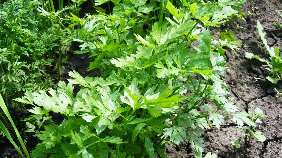 Touffes de céleri aux feuilles vert vif très découpées, poussant en pleine terre sur un sol sec