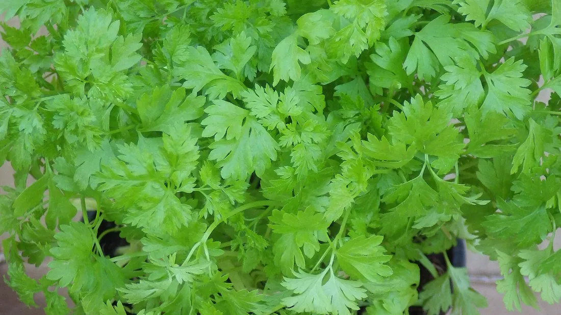 Pot de cerfeuil formant une touffe dense de fines feuilles vert clair très découpées