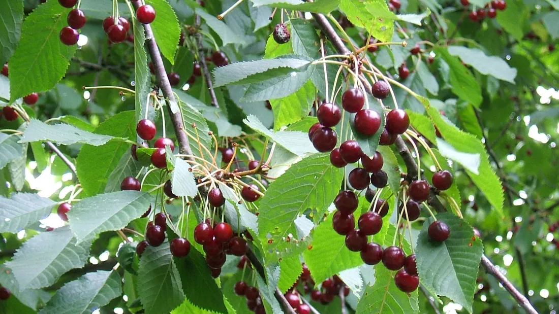Grappes de cerises rouge sombre pendues aux rameaux du cerisier, entre les feuilles dentées