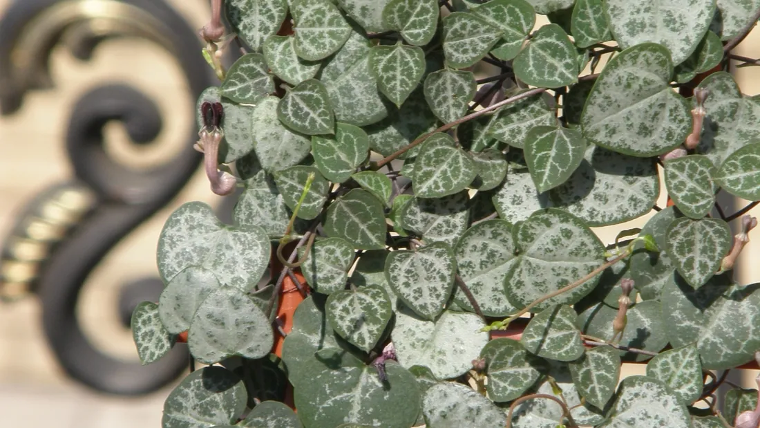 Longues tiges retombantes de céropégia portant des feuilles en cœur vert argenté marbré
