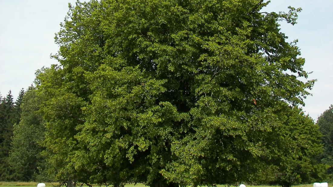 Charme adulte en pleine feuillaison, houppier dense et arrondi, isolé au milieu d’une prairie