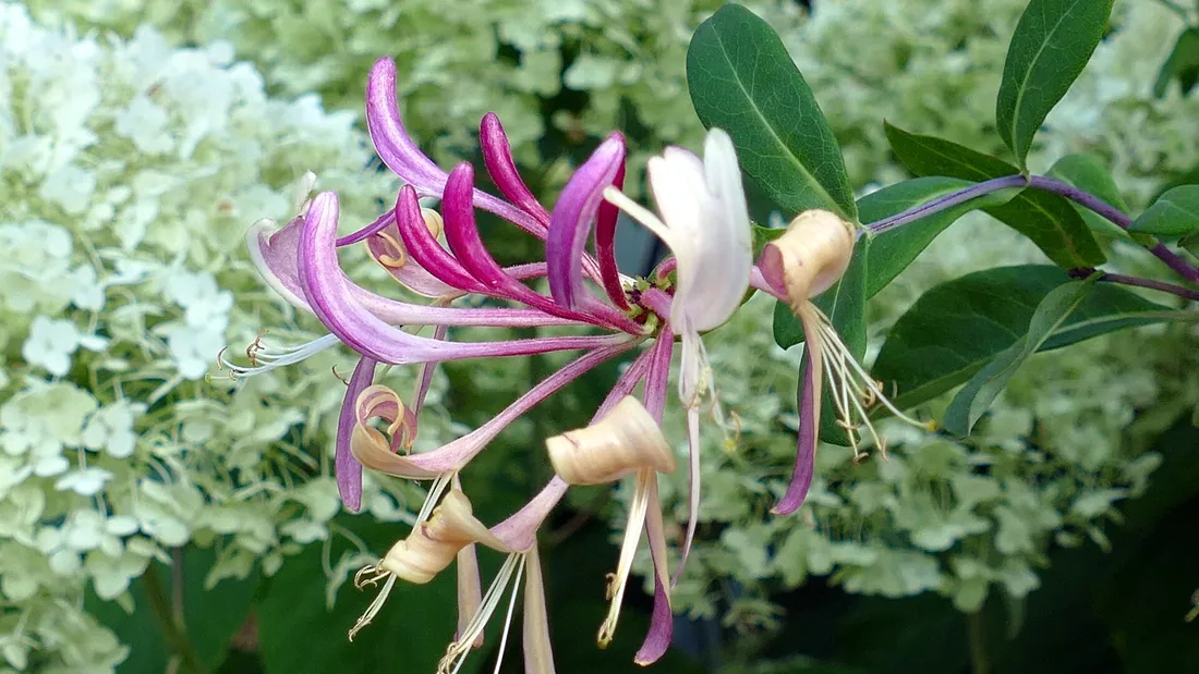 Fleurs de chèvrefeuille en long tube, rose et crème, groupées au bout d’un rameau feuillu