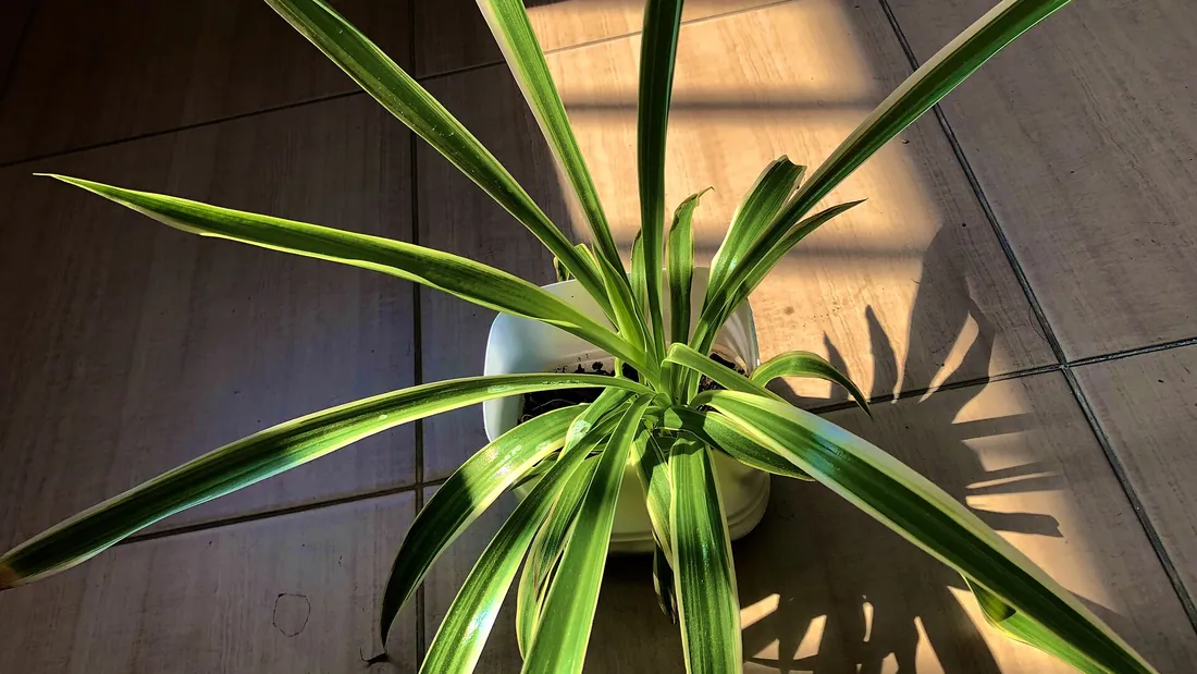 Chlorophytum en pot, longues feuilles arquées vert et crème retombant tout autour