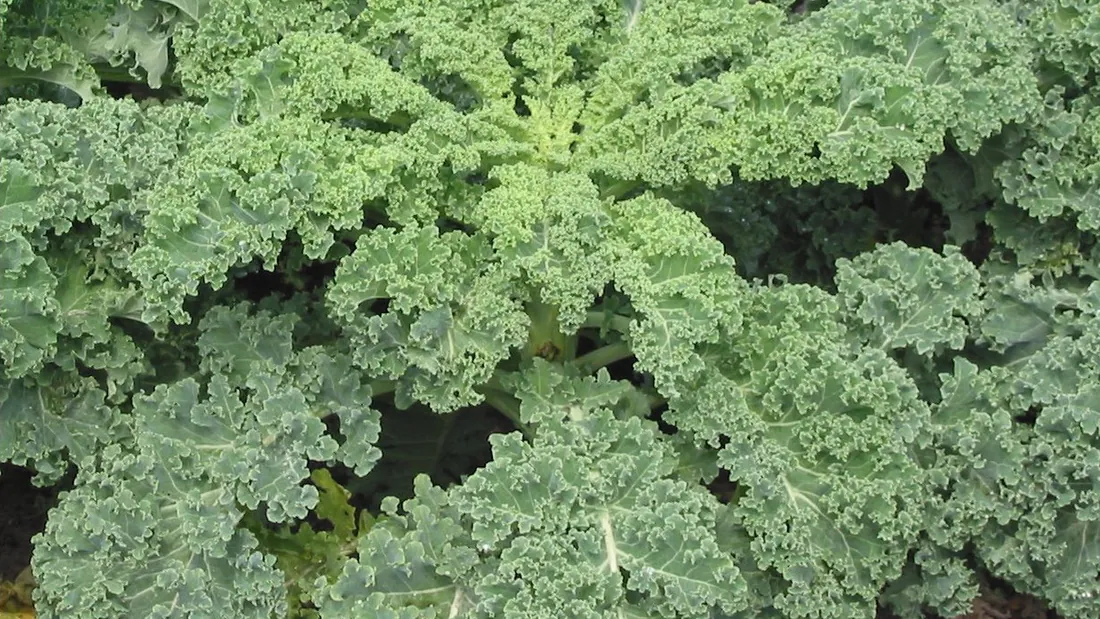 Rangée de choux verts frisés aux feuilles épaisses très gaufrées, en pleine terre