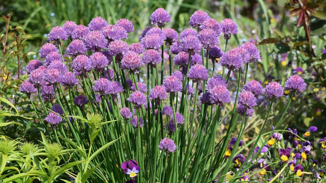 Touffe de ciboulette aux tiges creuses dressées, couronnée de pompons de fleurs mauves