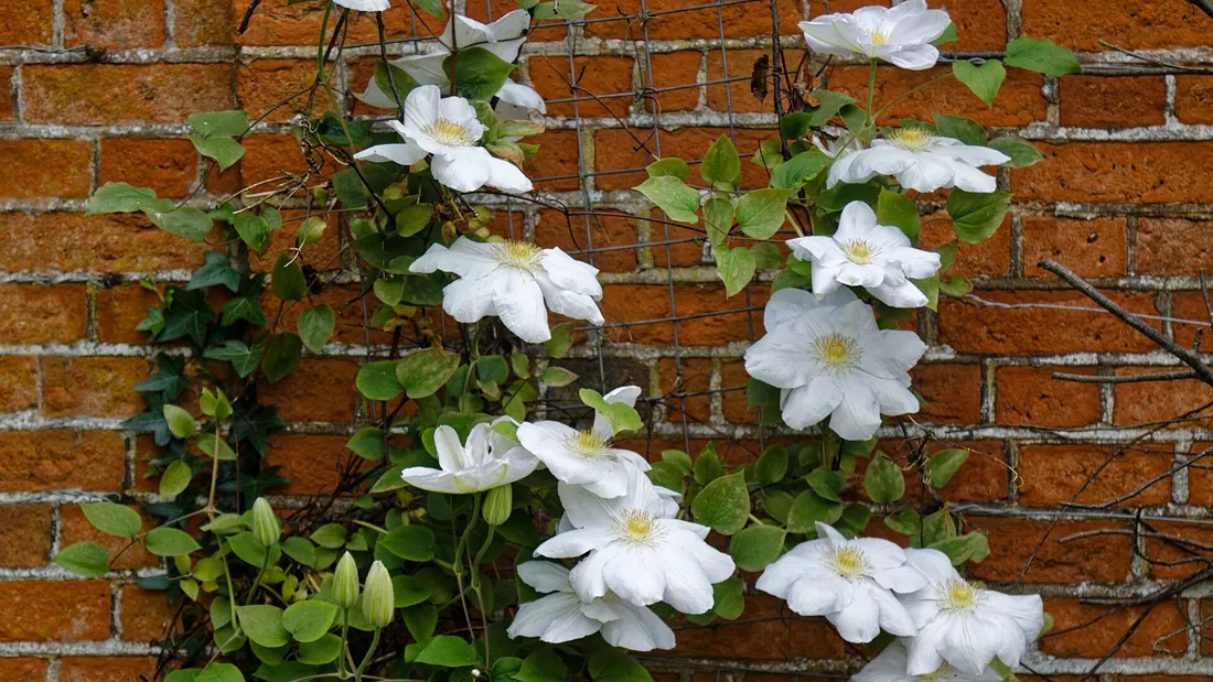 Clématite grimpante couverte de grandes fleurs blanches, palissée contre un mur de brique