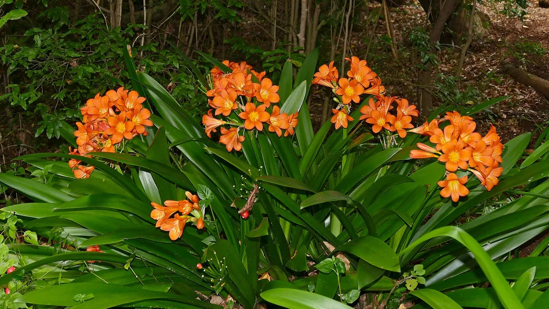 Clivias en touffe, larges feuilles rubannées vert foncé et bouquets de fleurs orange en trompette