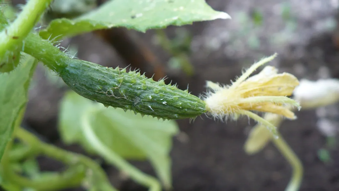 Jeune concombre vert encore accroché à sa tige, la fleur jaune fanée au bout