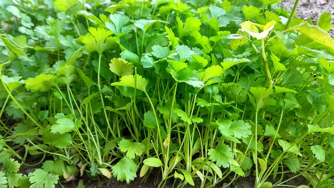 Planche de coriandre serrée, feuilles vert vif largement découpées en éventail