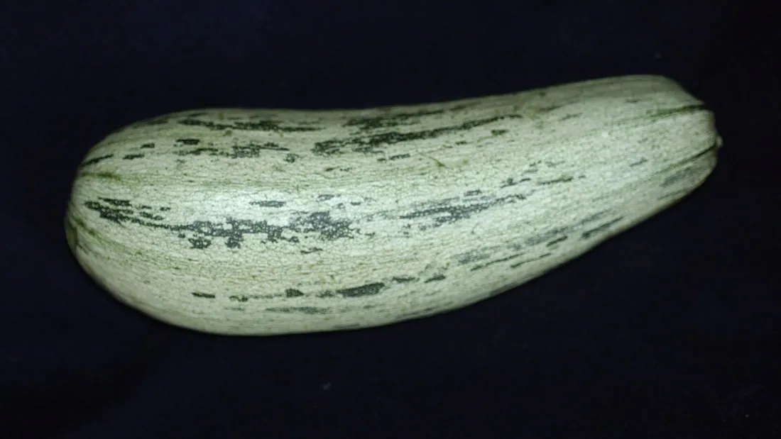 Courgette vert pâle marbrée, allongée et régulière, posée sur un fond clair