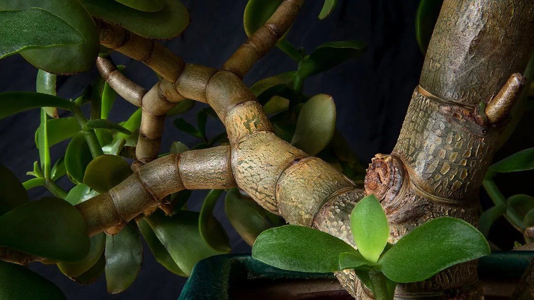 Crassula en pot vue entre ses branches épaisses, portant des feuilles charnues vert vif arrondies
