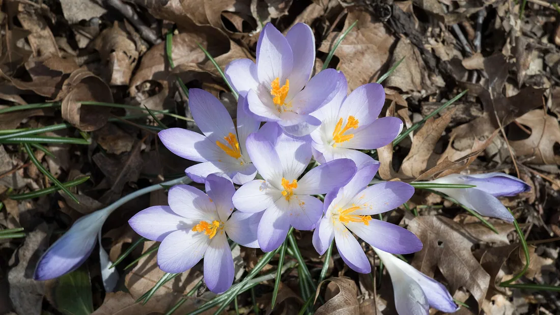 Touffe de crocus mauve pâle épanouis au ras du sol, entre les feuilles mortes de l’hiver