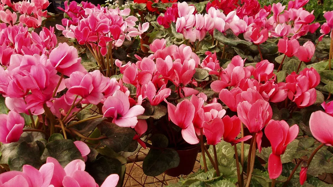 Massif de cyclamens en fleurs roses dressées au-dessus d’un feuillage marbré en cœur