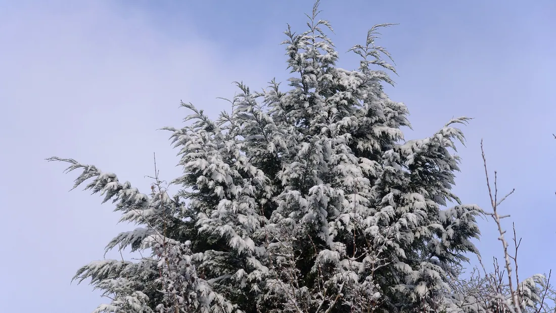 Grand cyprès de Leyland au feuillage gris-vert dense et conique, couvert de givre sur fond de ciel