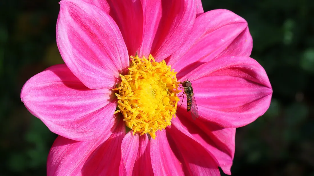 Fleur de dahlia rose vif à cœur jaune, largement ouverte au-dessus du feuillage vert sombre