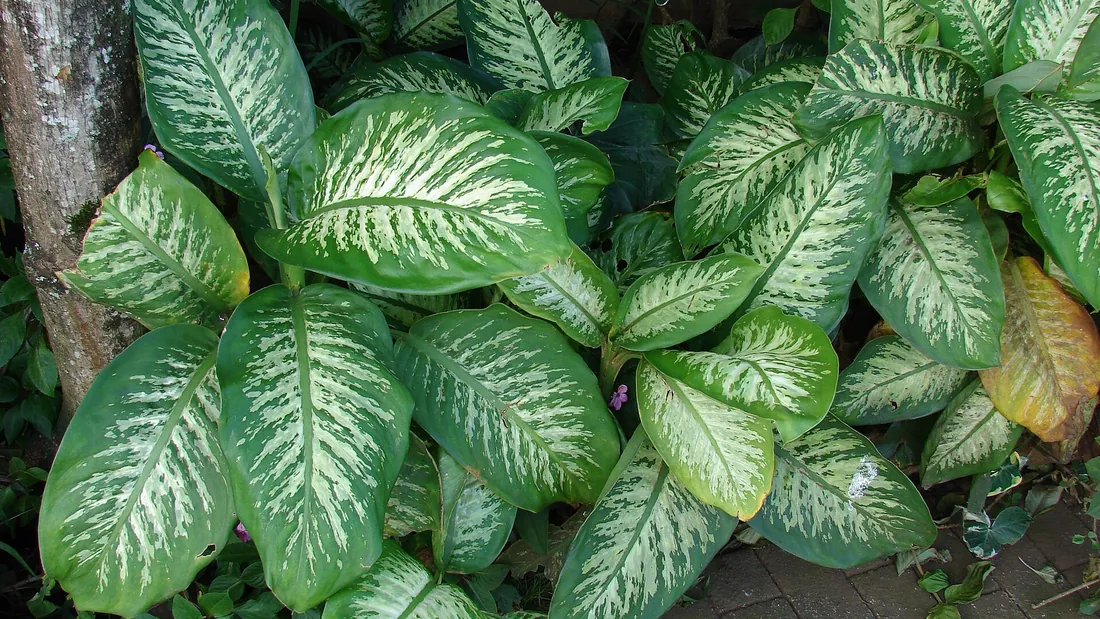 Massif de dieffenbachias aux larges feuilles vert foncé largement panachées de crème au centre