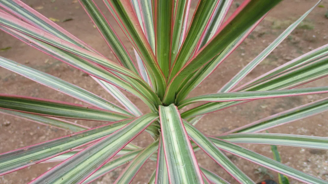 Rosette de dracaena vue de dessus, longues feuilles étroites vert foncé finement bordées de rouge