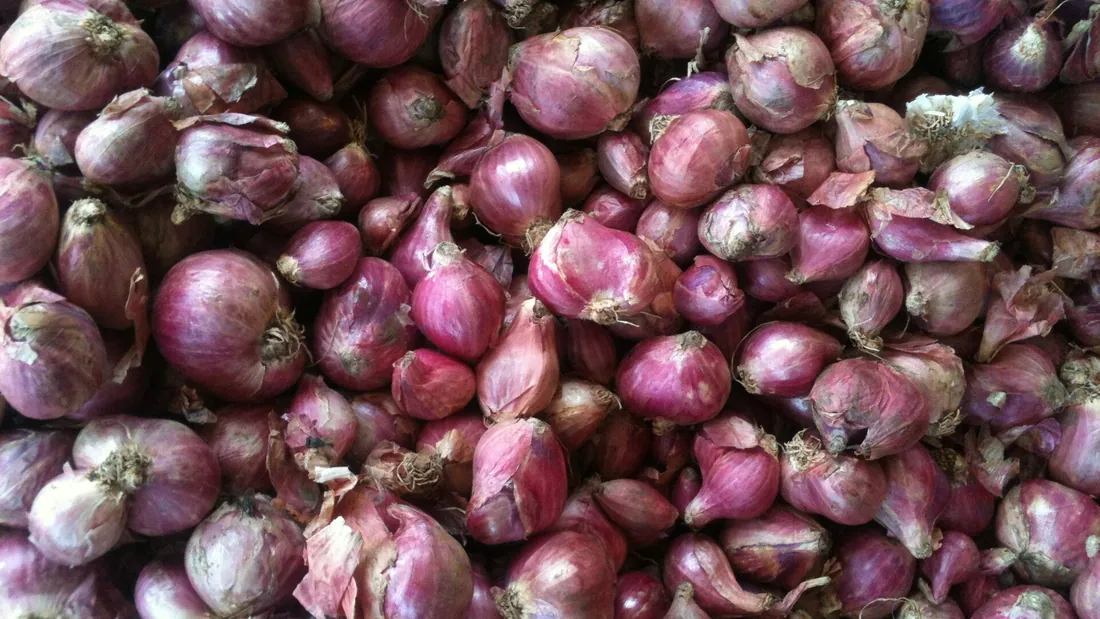 Tas d’échalotes aux tuniques cuivrées, bulbes allongés serrés les uns contre les autres