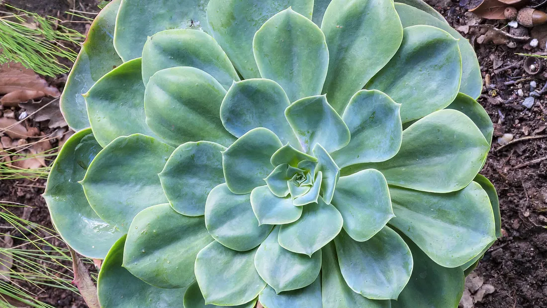 Rosette d’echeveria parfaitement régulière, feuilles charnues gris-vert disposées en spirale