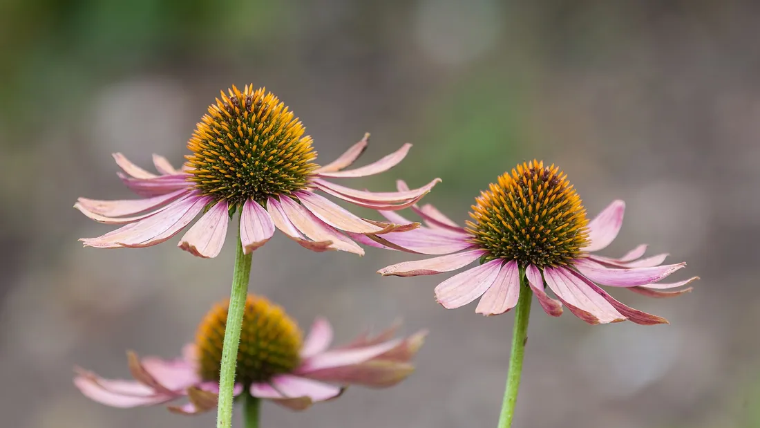 Deux fleurs d’échinacée aux pétales roses retombants autour d’un cône central orange bombé