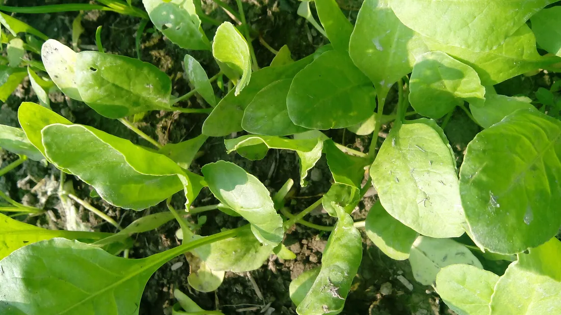 Planche d’épinards aux feuilles vert foncé larges et lisses, poussant serrées en pleine terre