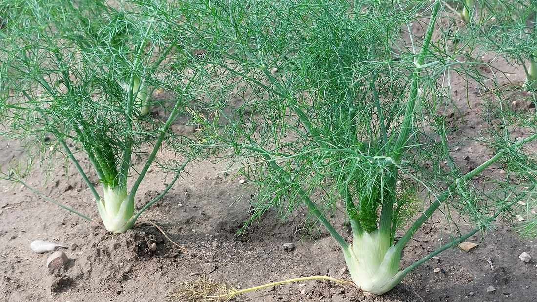 Deux bulbes de fenouil blancs et renflés au ras du sol, surmontés de tiges au feuillage filiforme