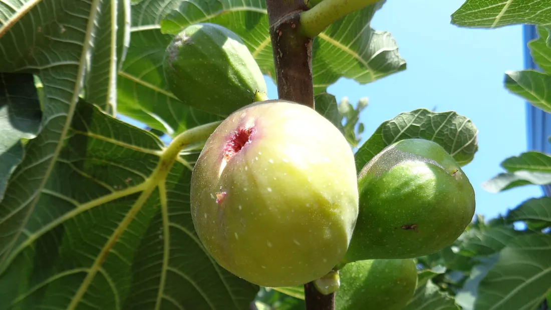 Figues vertes et mûrissantes accrochées à la branche, sous les grandes feuilles lobées du figuier