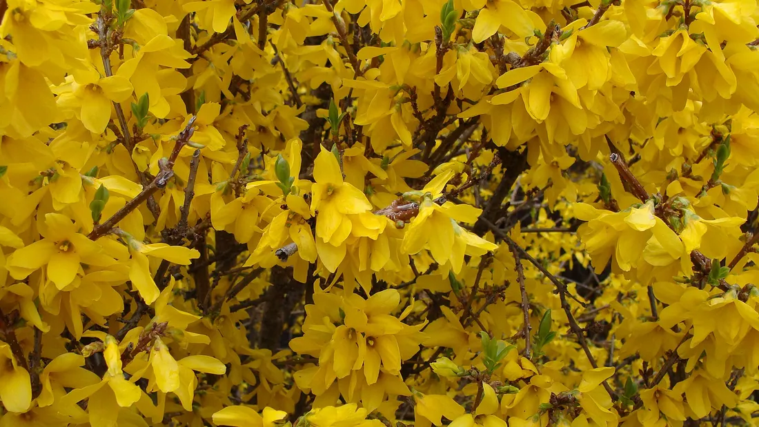 Buisson de forsythia entièrement couvert de fleurs jaune d’or, avant l’apparition des feuilles