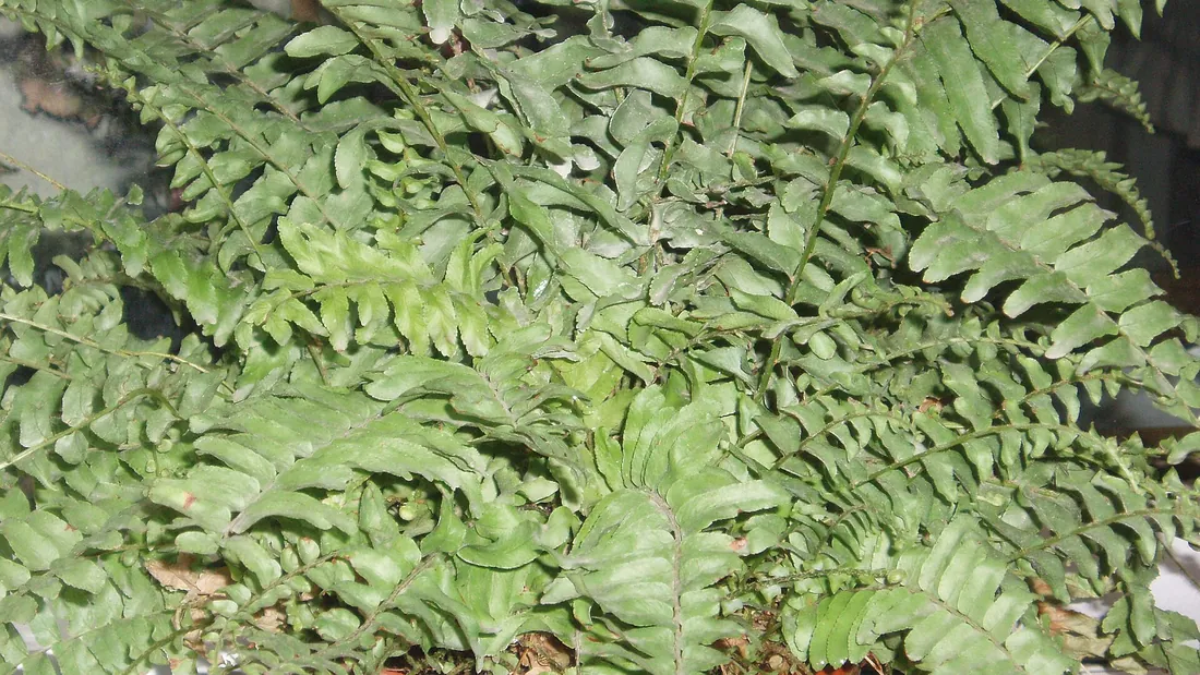 Fougères de Boston en pot, frondes vert clair retombantes finement découpées en folioles