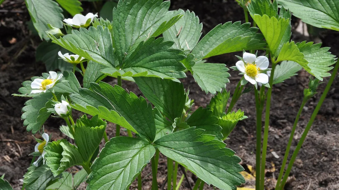 Pied de fraisier aux feuilles dentées groupées par trois, portant des fleurs blanches à cœur jaune
